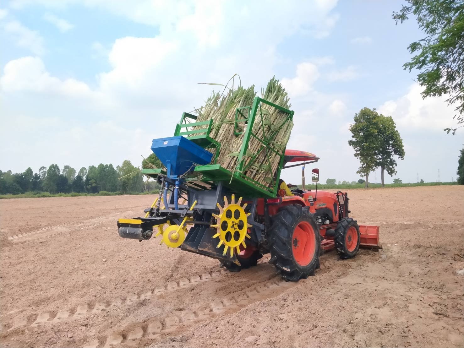 ปลูกอ้อย