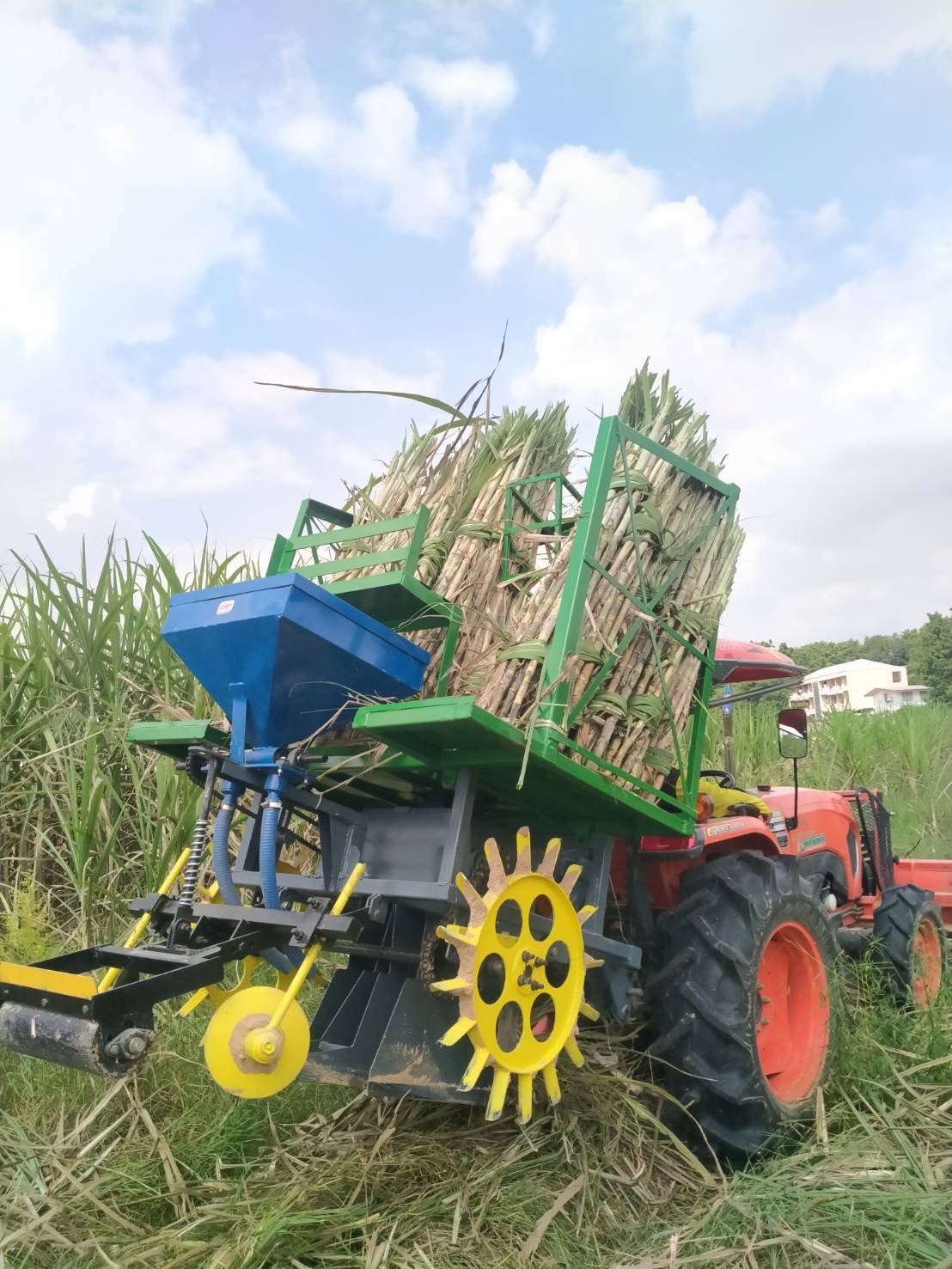 ปลูกอ้อย